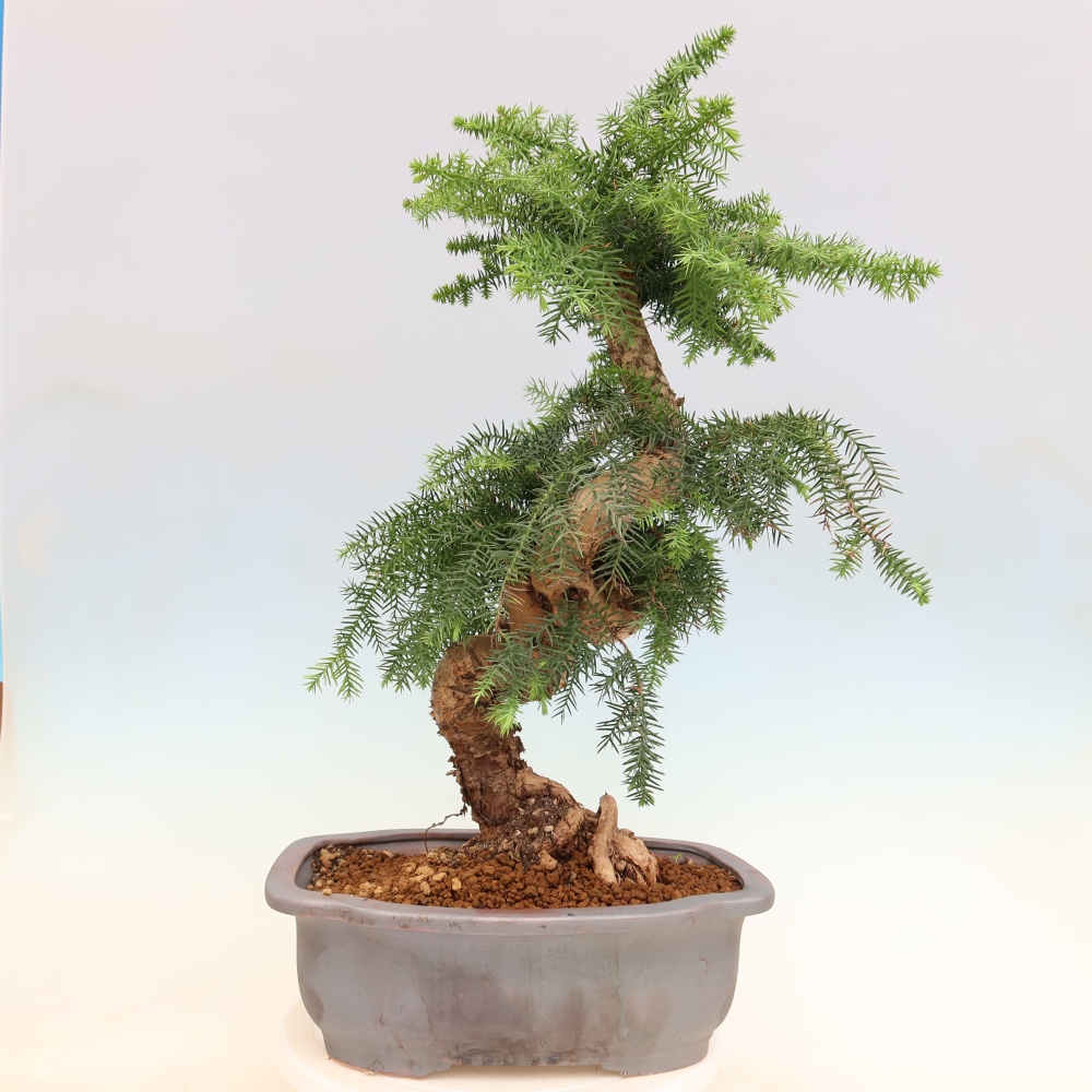 Bonsai domowe – araukaria – domowa sosenka