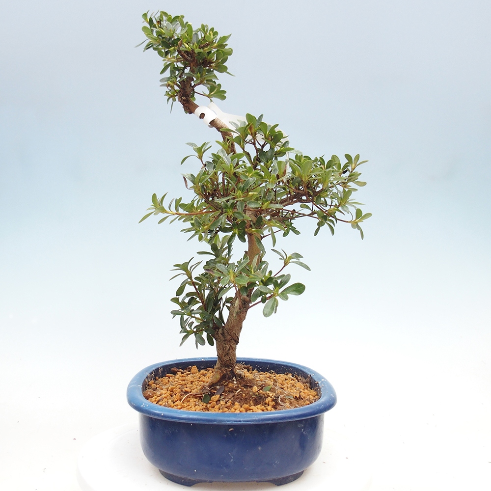 Bonsai zewnętrzne - Azalia japońska - Azalia Asahi-no-izumi