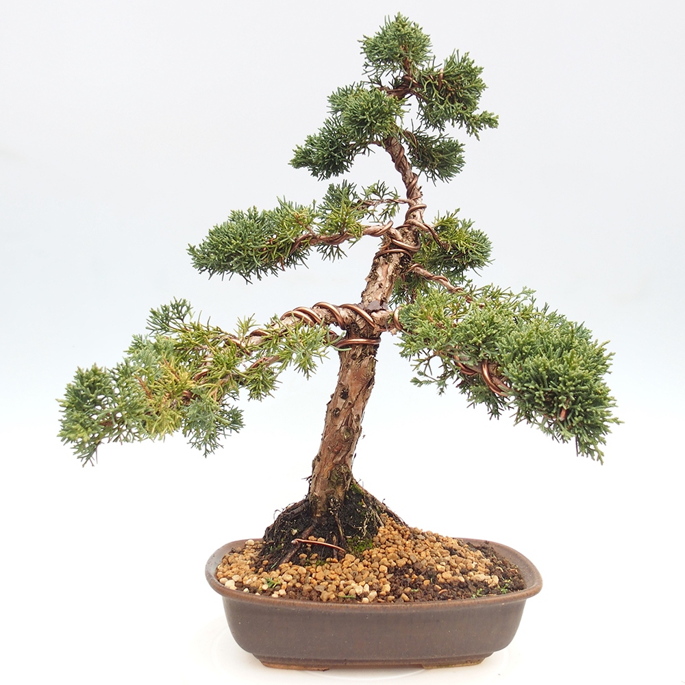 Outdoor bonsai - Juniperus chinensis Kishu - chiński jałowiec
