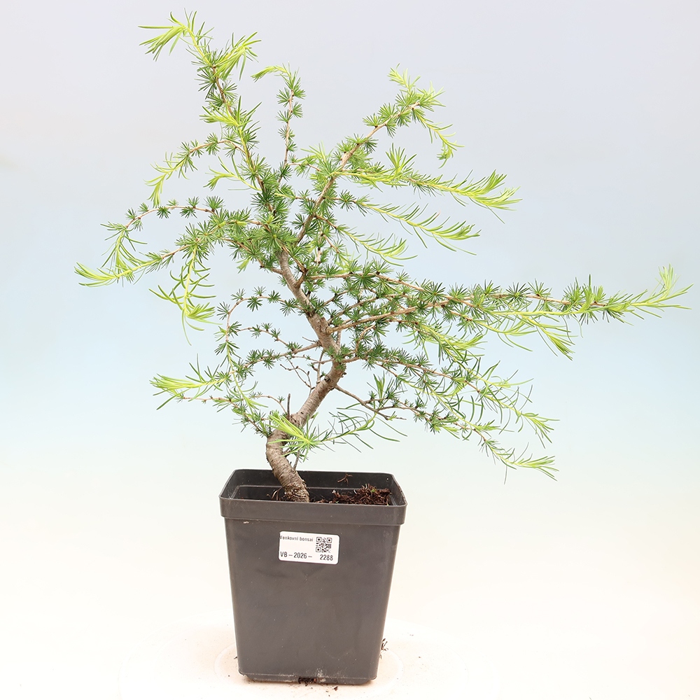 Bonsai zewnętrzne - Larix decidua - Modrzew