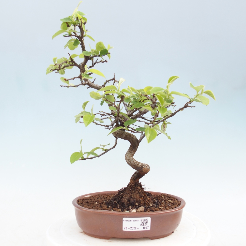 Bonsai zewnętrzne - Chaneomeles chinensis