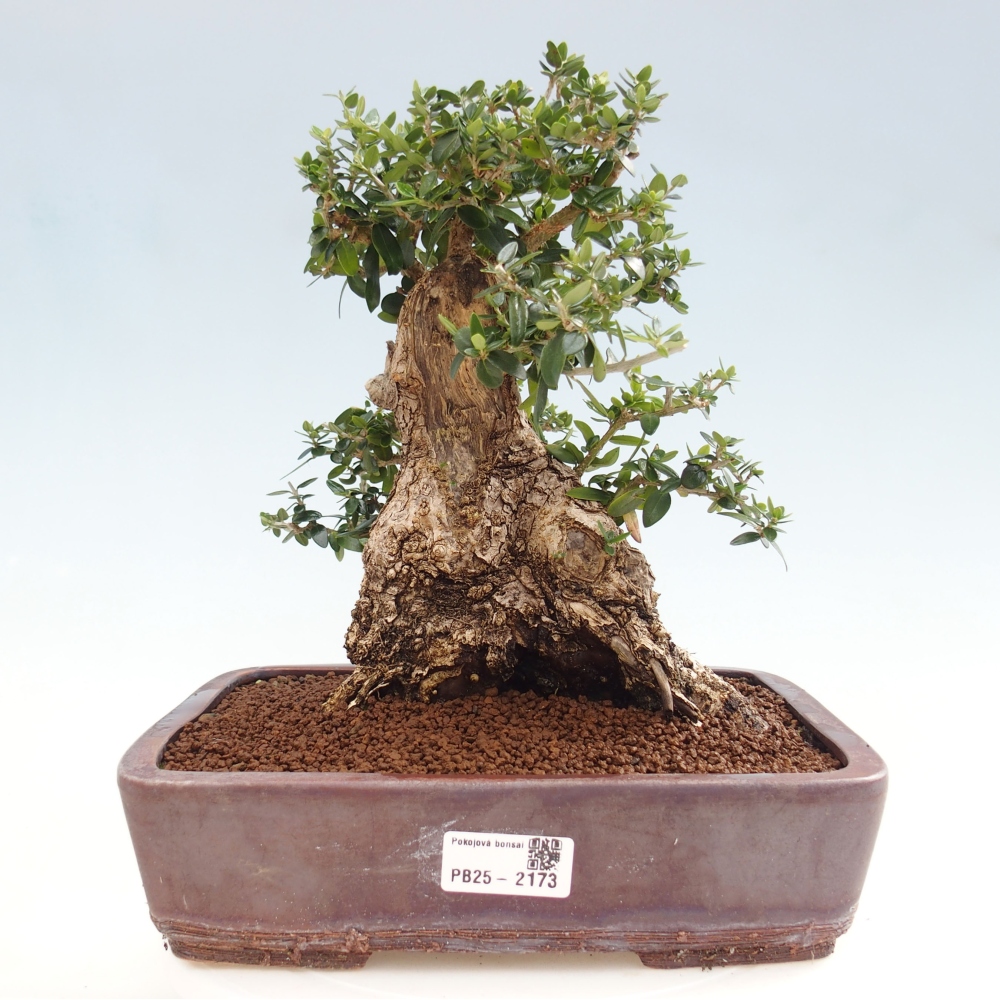 Kryte bonsai - Olea europaea sylvestris - Europejska oliwa z małych liści