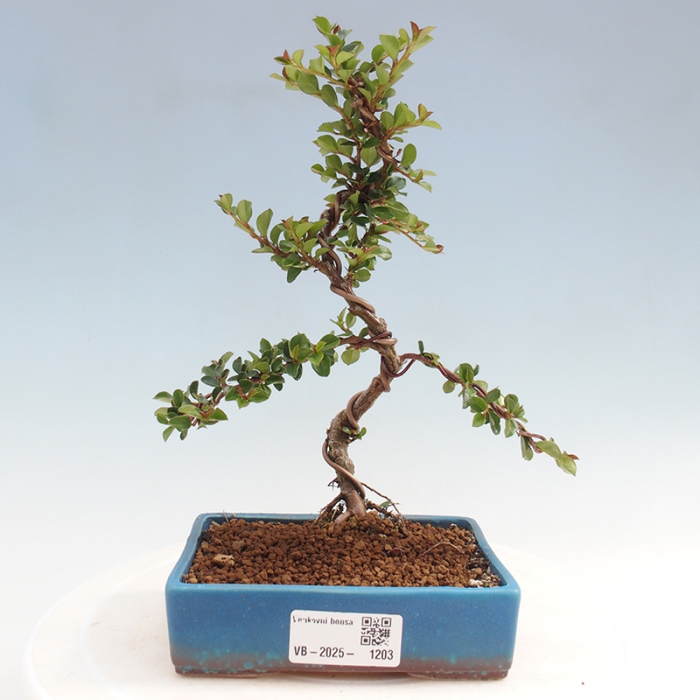 Odkryty bonsai-Cotoneaster poziomy - Skała