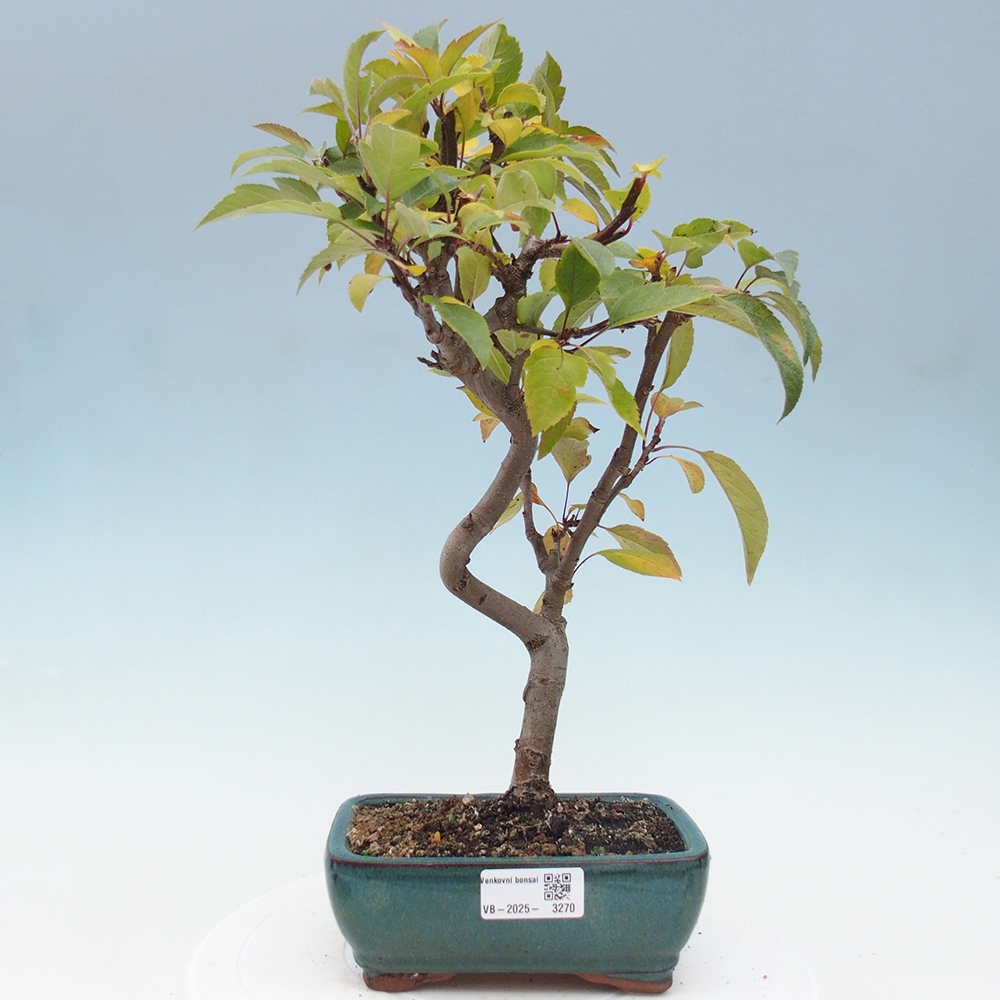 Bonsai plenerowe - Malus Halliana - Jabłoń drobnoowocowa