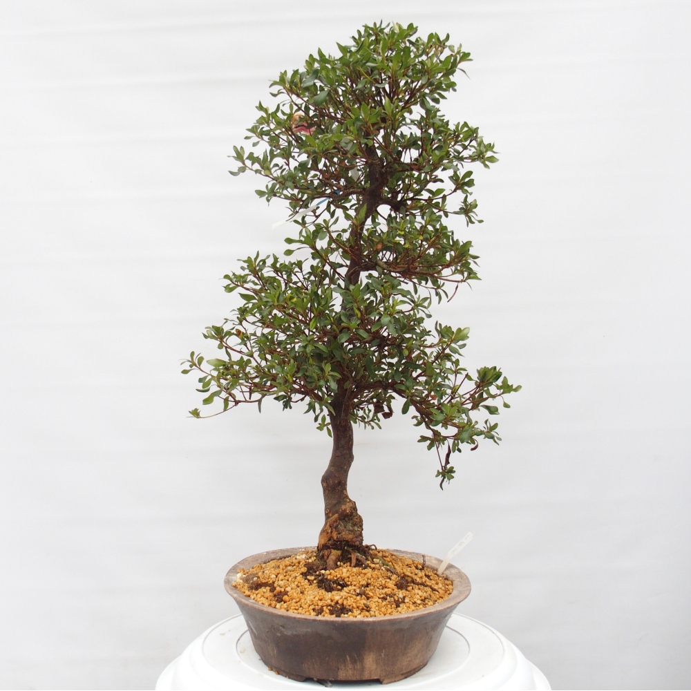 Bonsai zewnętrzne - Azalia japońska - Azalia Kisshoten