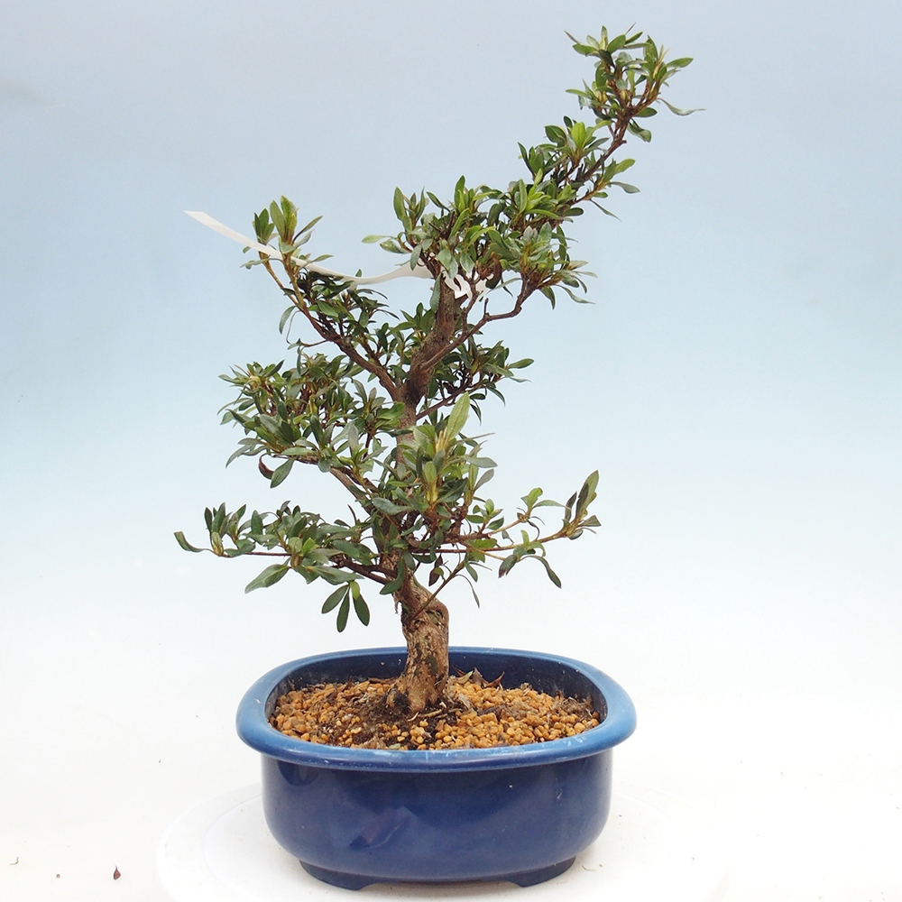 Bonsai zewnętrzne - Azalia japońska - Azalia CHIHIRO