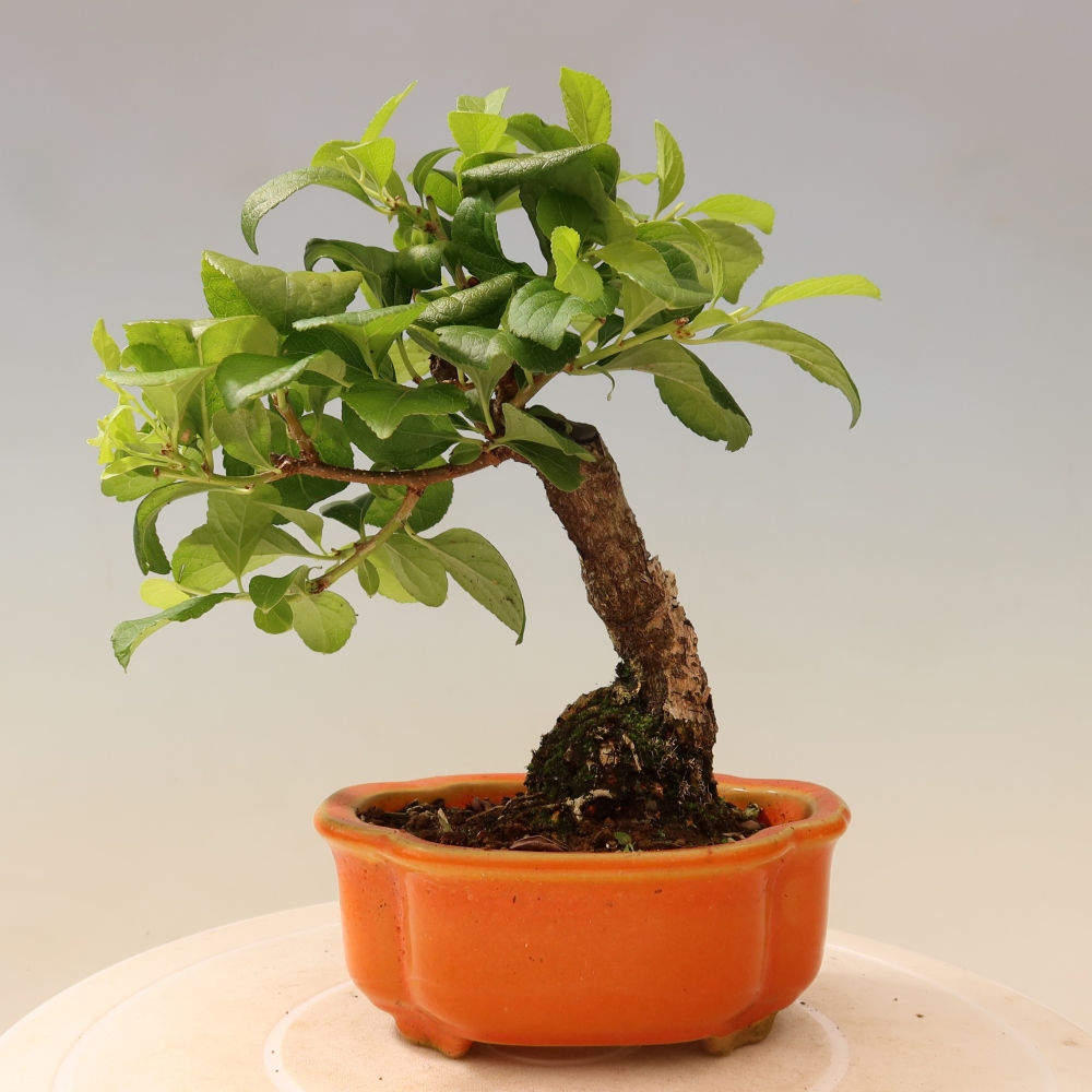 Bonsai zewnętrzne - Celastrus orbiculatus