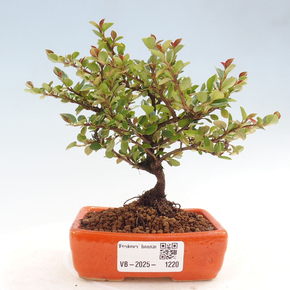 Plenerowe bonsai - Irga pozioma - Drzewo skalne