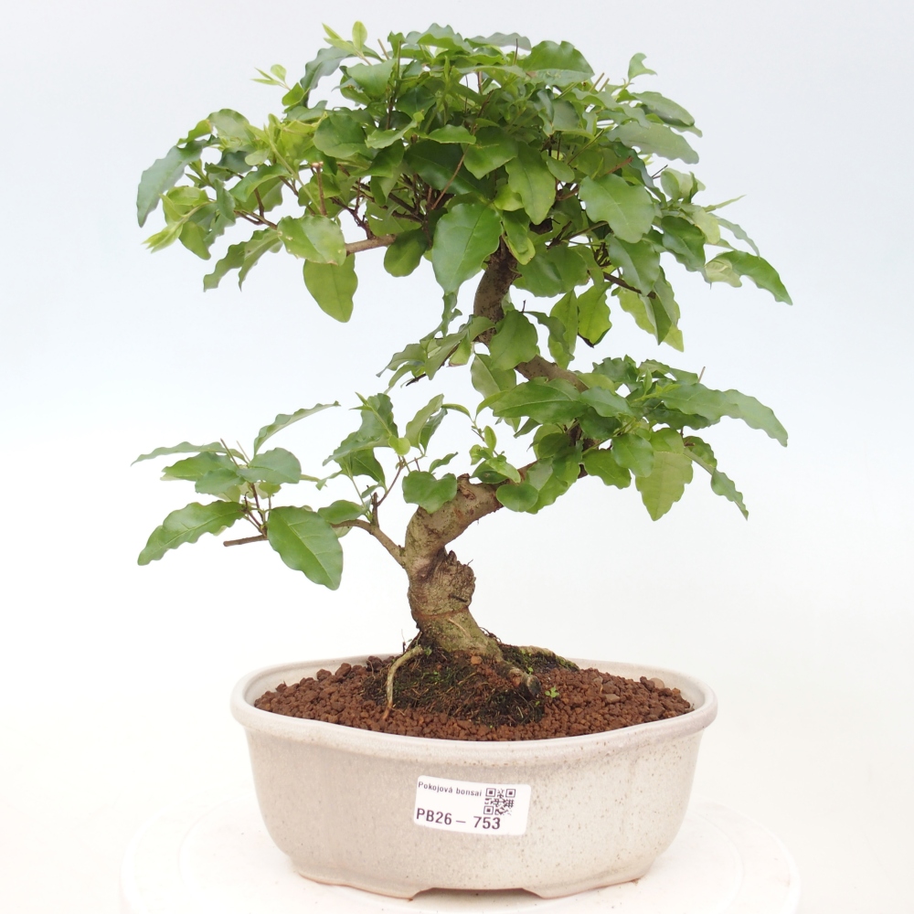 Pokój bonsai - Ligustrum chinensis - Dziób ptaka