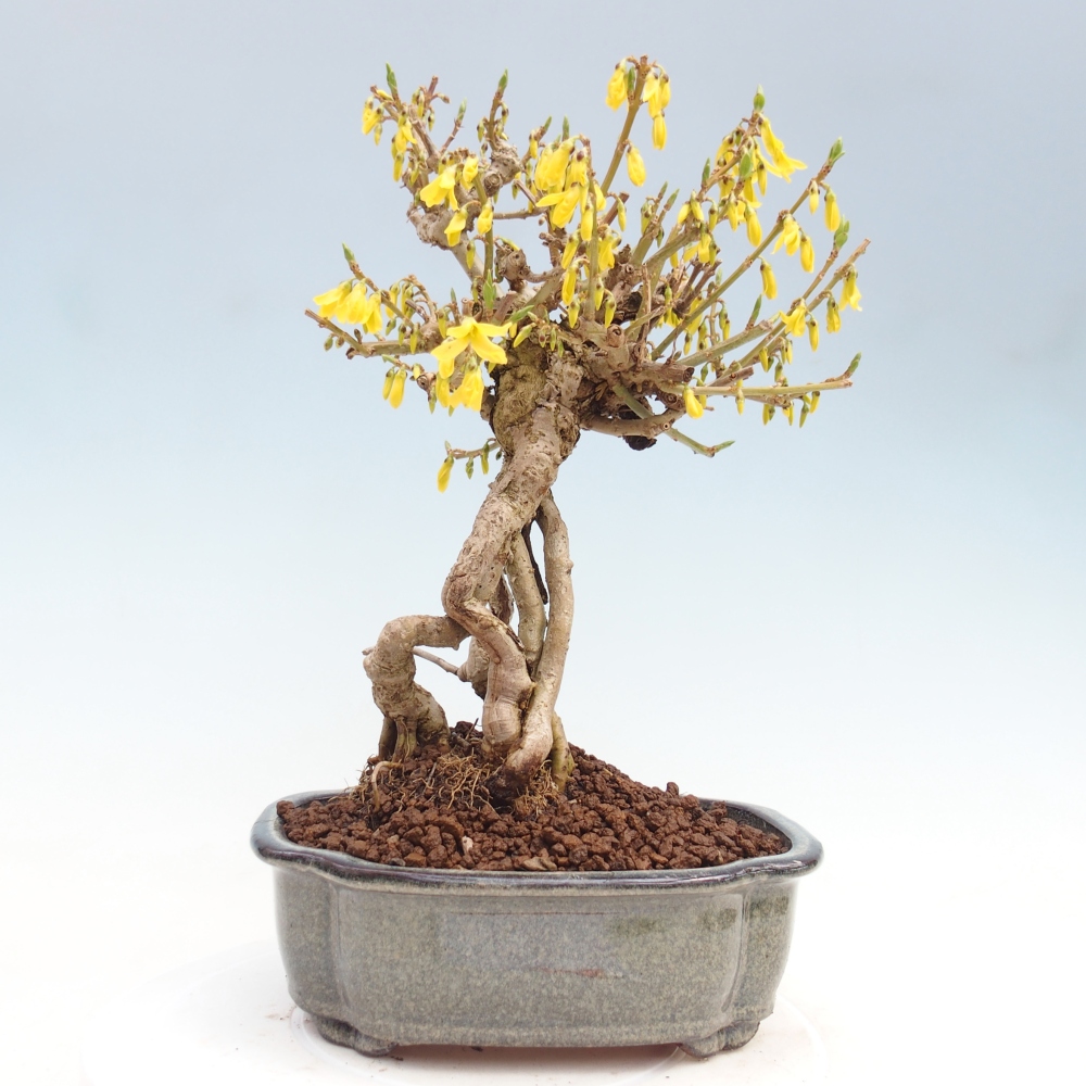 Outdoor bonsai - Zlatice - Forsycja koreańska