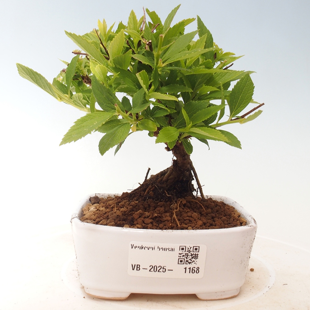 Outdoor bonsai - Spirea japonica GENPSI