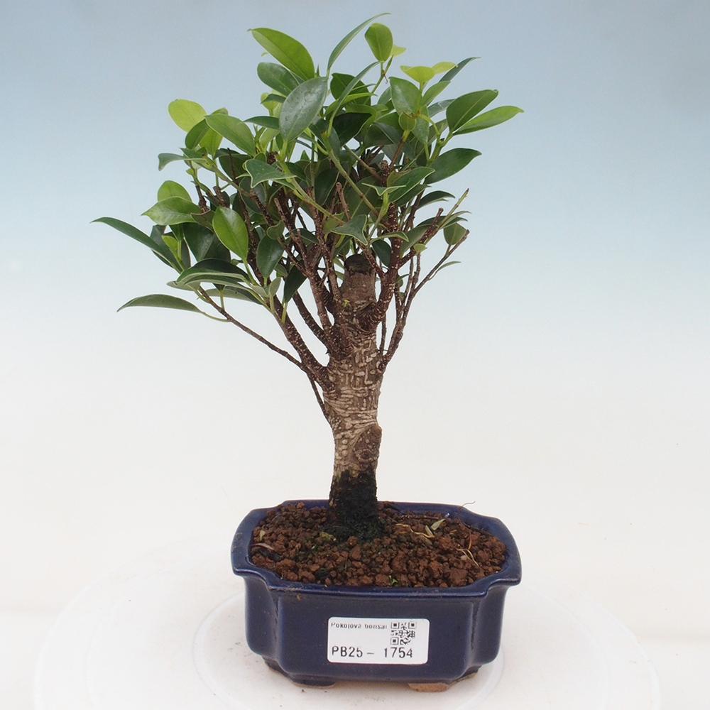 Pokojová bonsai - Ficus retusa - malolistý fíkus