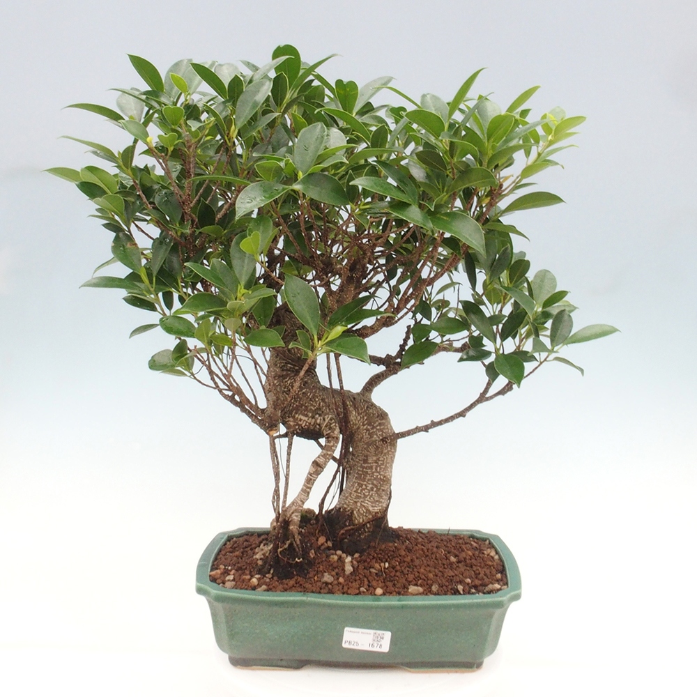 Kryty bonsai - Ficus kimmen - figowiec drobnolistny