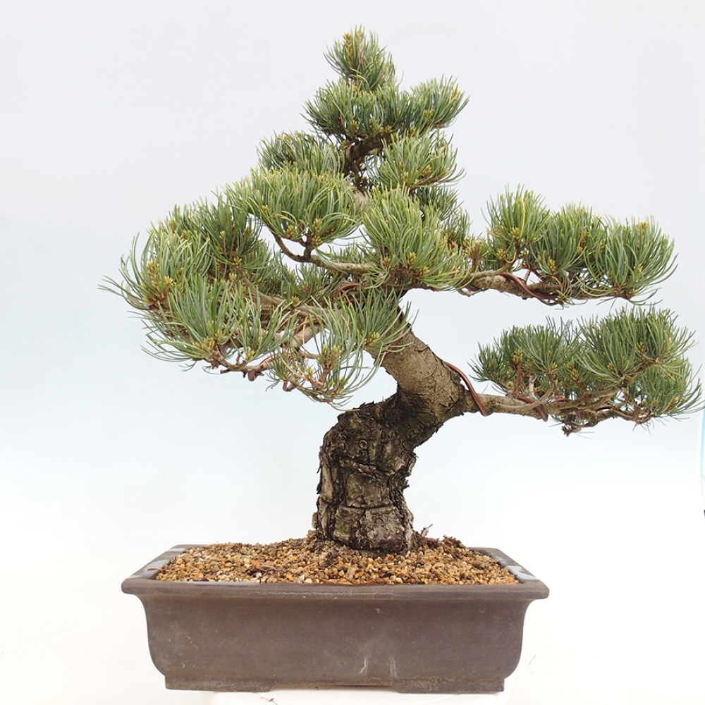 Outdoor bonsai - Pinus parviflora - Pinus parviflora