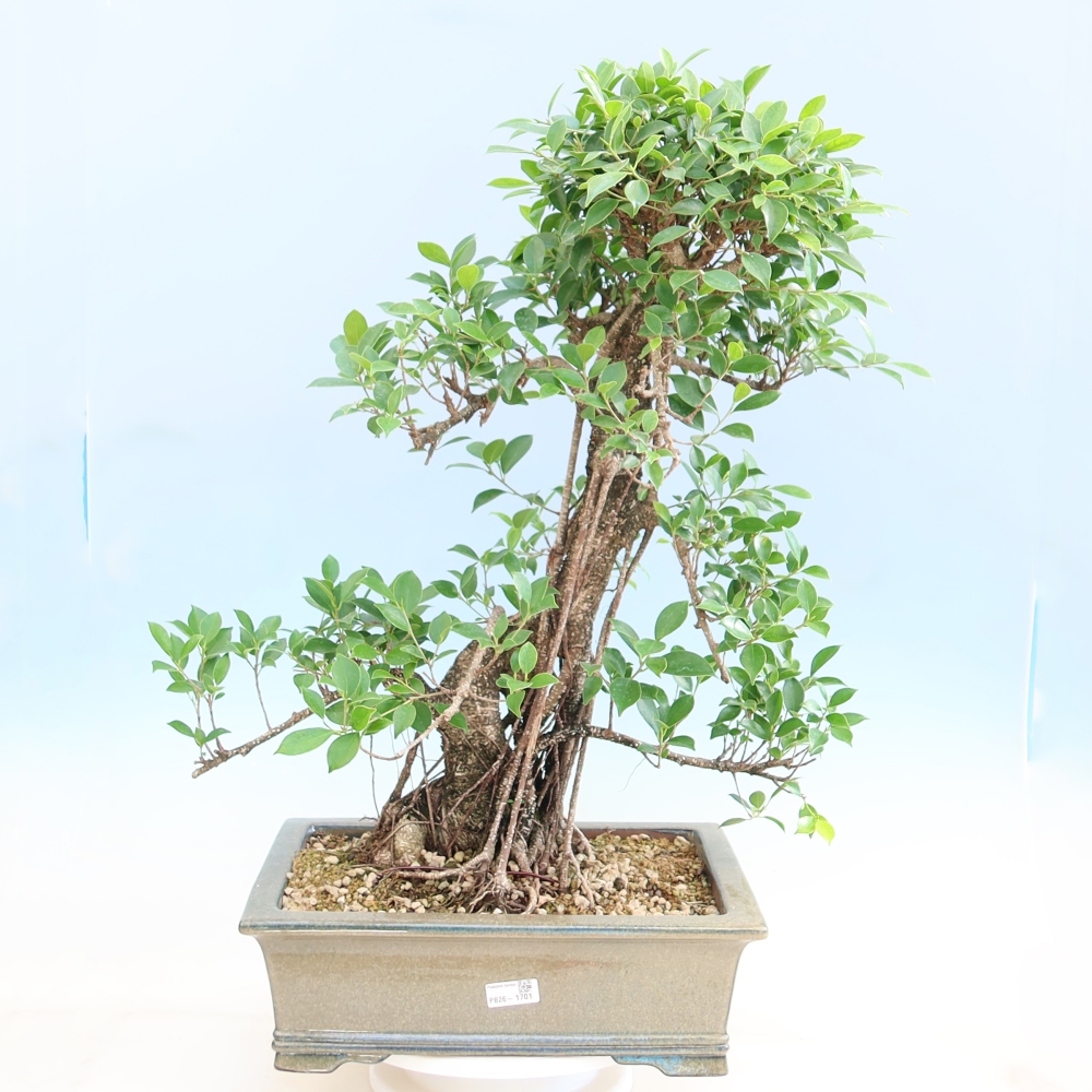 Pokój bonsai - Ficus kimmen - figowiec drobnolistny