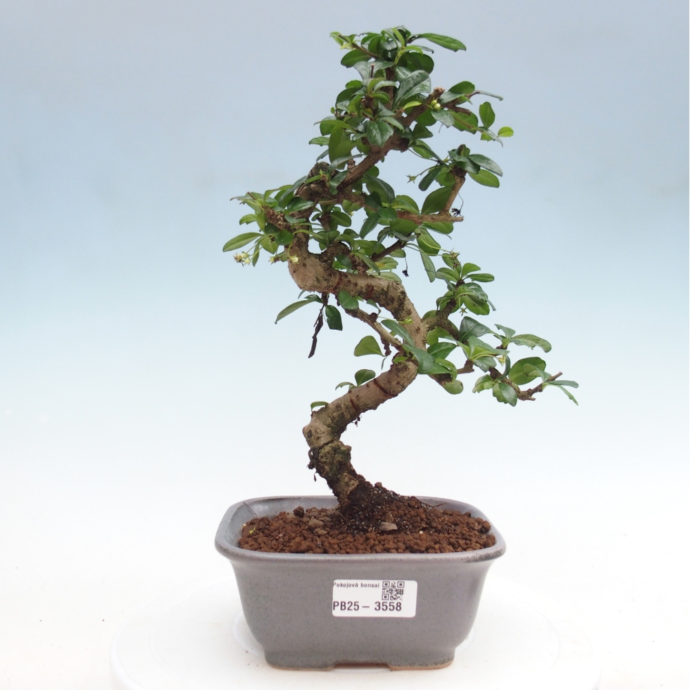 Bonsai pokojowe - Carmona macrophylla - Tea fuki