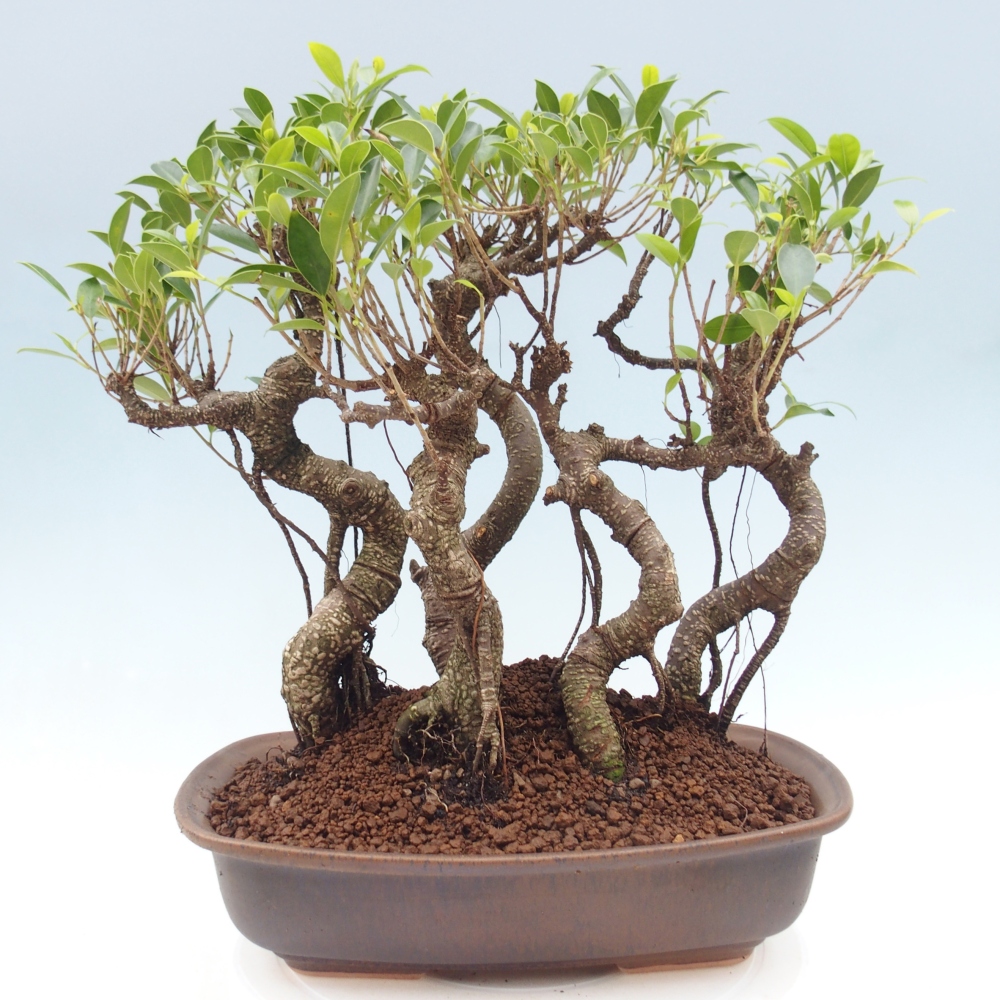 Pokój bonsai - Ficus kimmen - figowiec drobnolistny