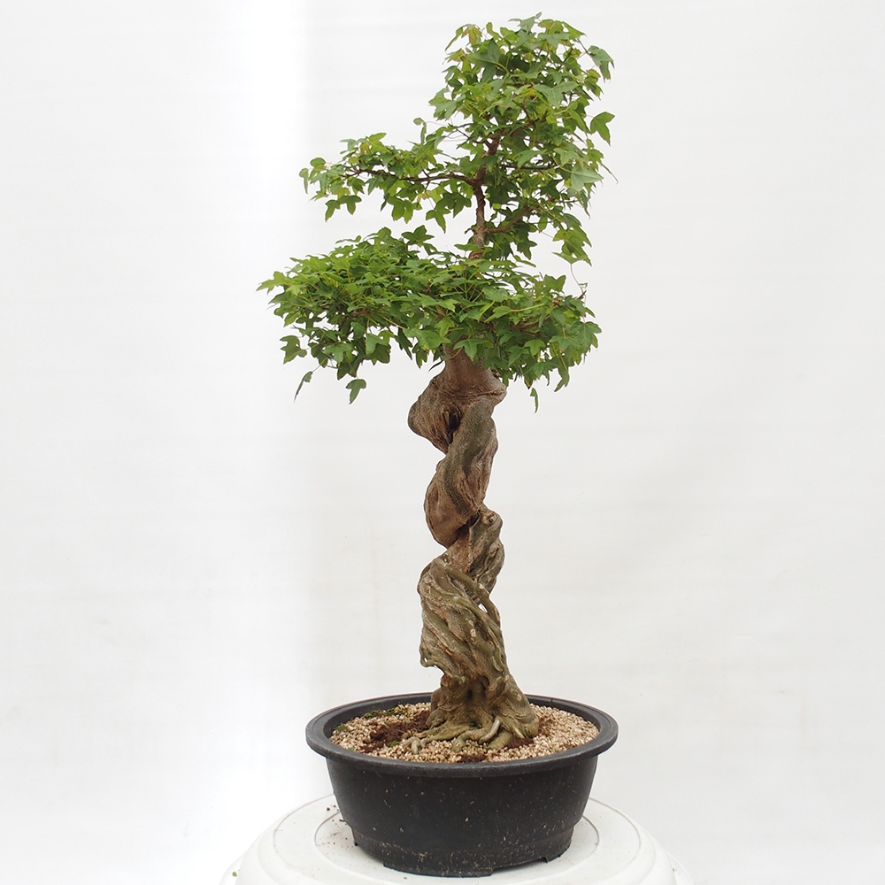 Outdoor bonsai - Maple Buergerianum - Burger Maple
