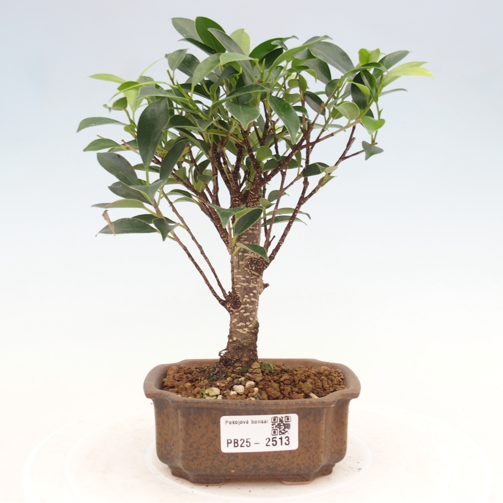 Pokojová bonsai - Ficus retusa - malolistý fíkus