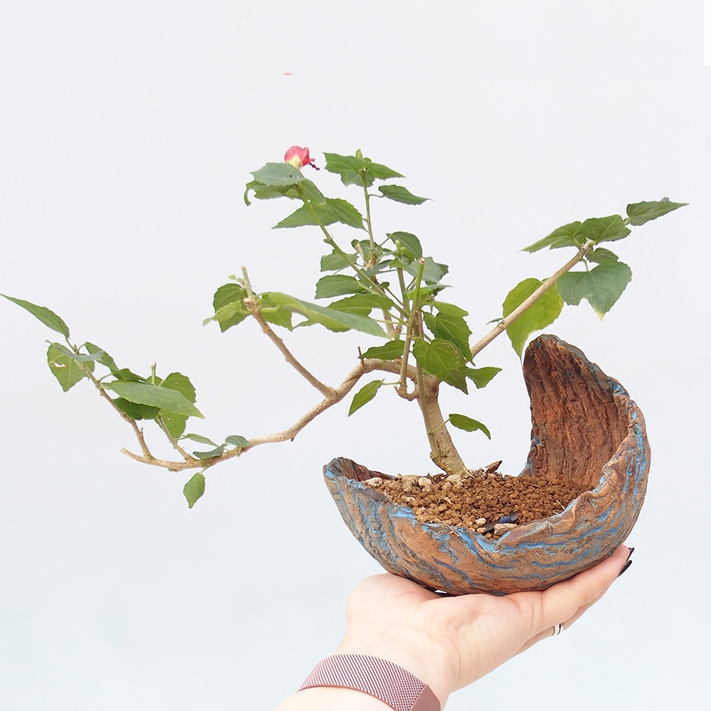 Bonsai domowe - Malvaviscus arboreus