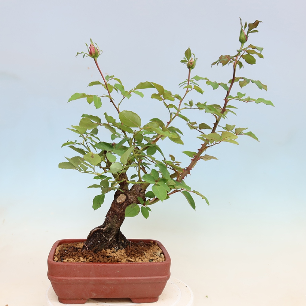 Bonsai ogrodowe – Rosa Kordes – róża