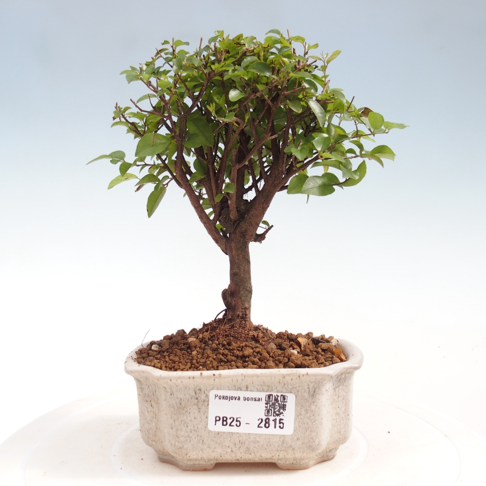 Kryty bonsai - Sagerécie thea - Sagerécie thea