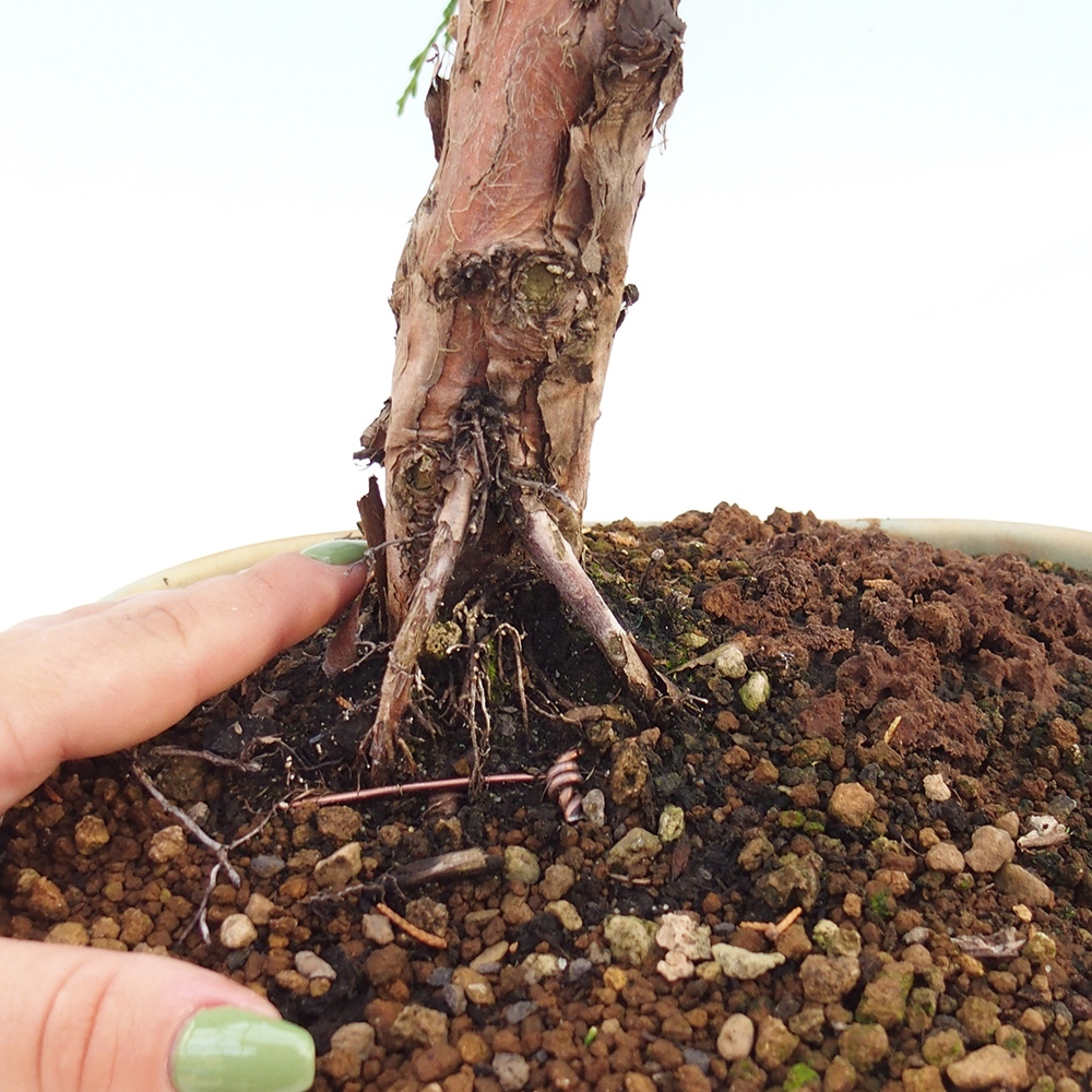 Outdoor bonsai - Juniperus chinensis Kishu - chiński jałowiec
