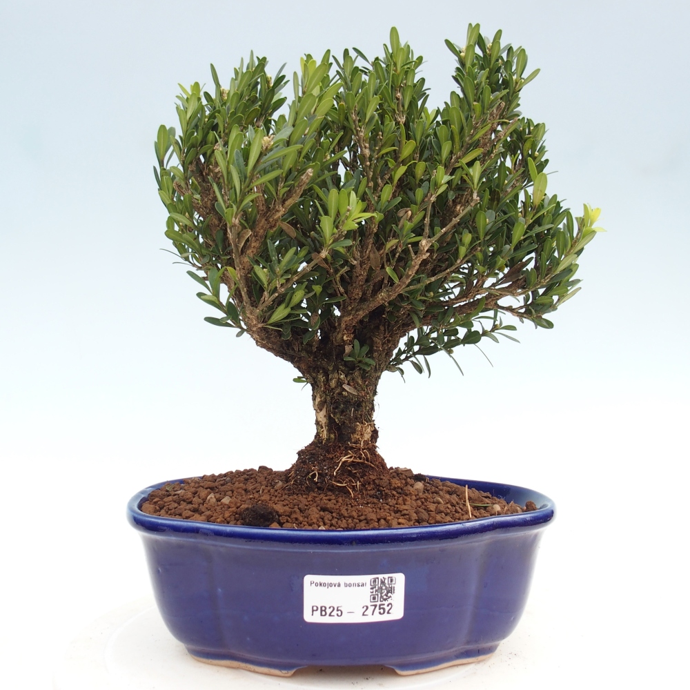 Kryty bonsai - Buxus harlandii - Bukszpan korkowy