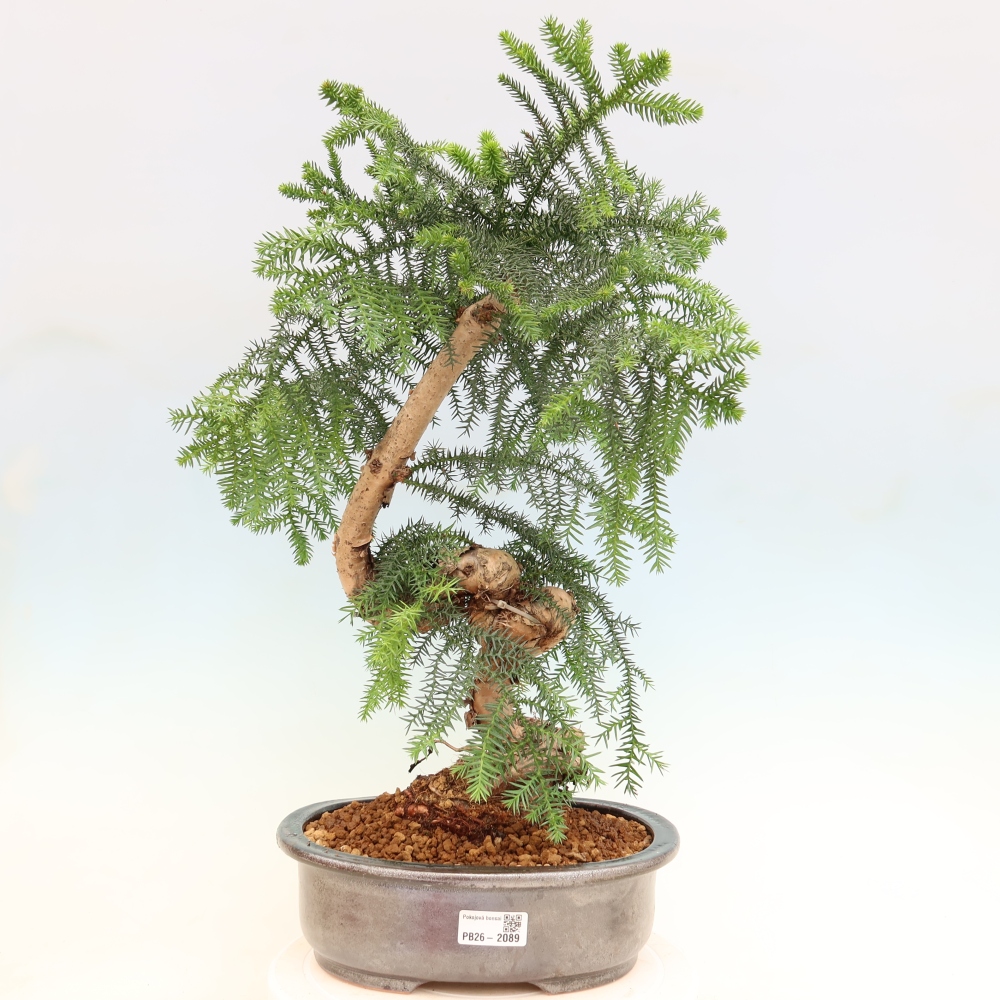 Bonsai domowe – araukaria – domowa sosenka