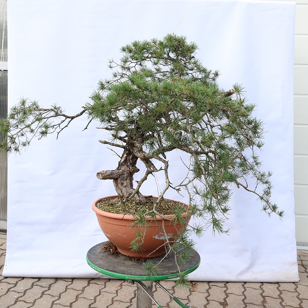Pinus sylvestris Hiszpania – sosna zwyczajna