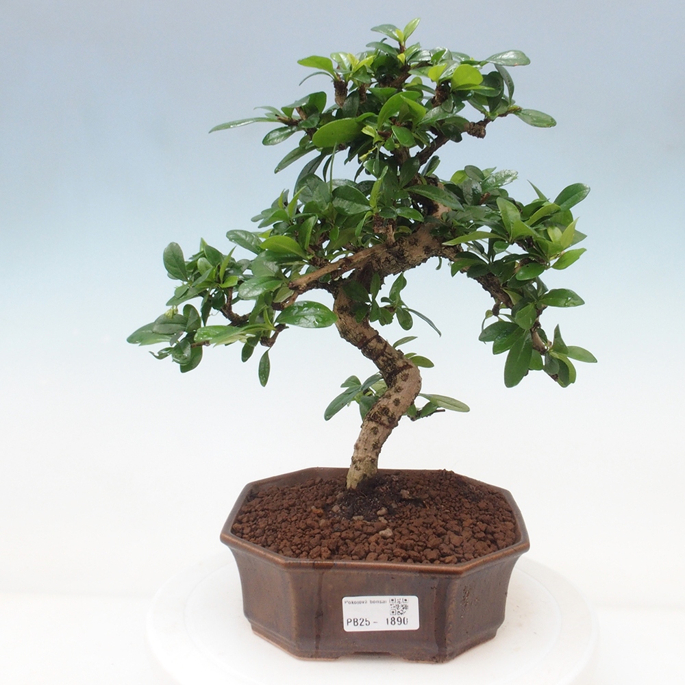 Pokój bonsai - Carmona macrophylla - Tea fuki