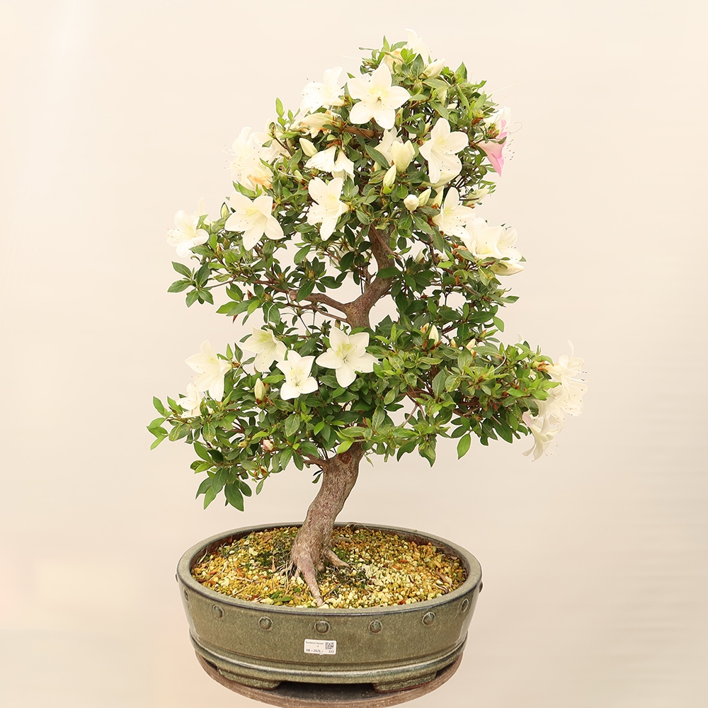 Bonsai zewnętrzne - Azalia japońska - Azalia Hand