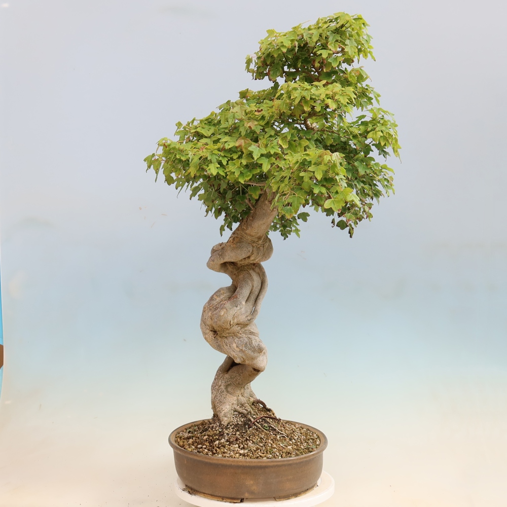 Outdoor bonsai - Acer Buergerianum - Klon Burger