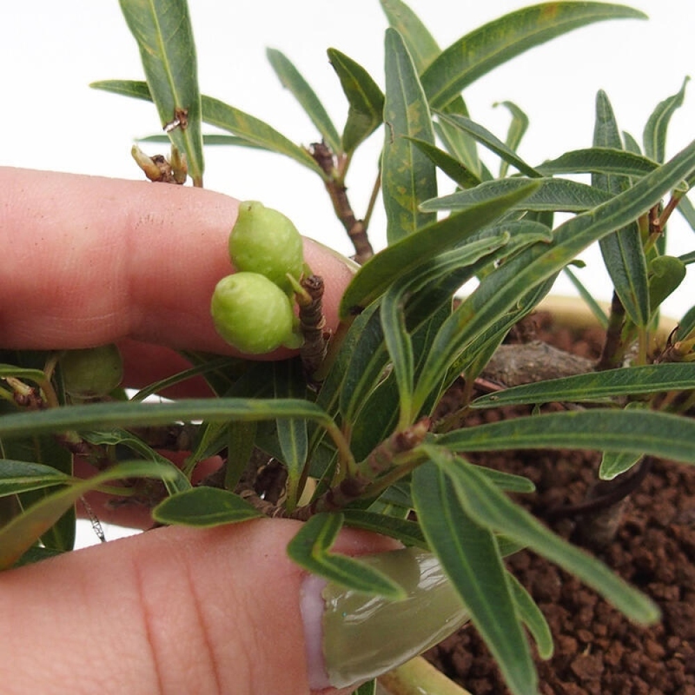 Pokój bonsai - Ficus nerifolia - figowiec drobnolistny