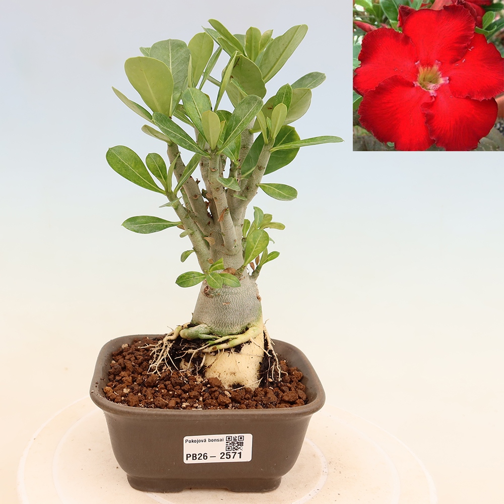 Bonsai pokojowe – Adenium obesum Red Star – Róża pustynna