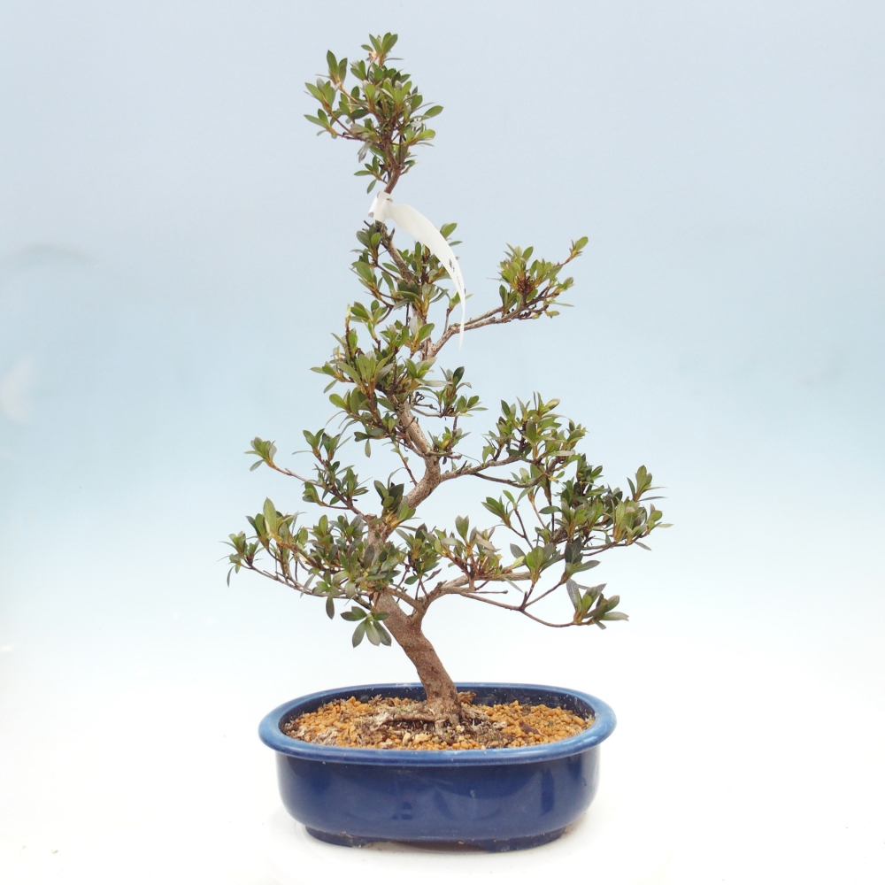 Outdoor bonsai - Azalia japońska - Azalia Yoko