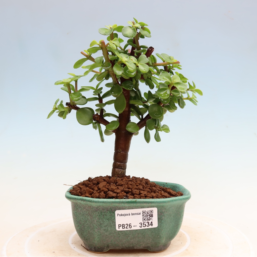 Pokój bonsai - Portulakaria Afra - Tlustice