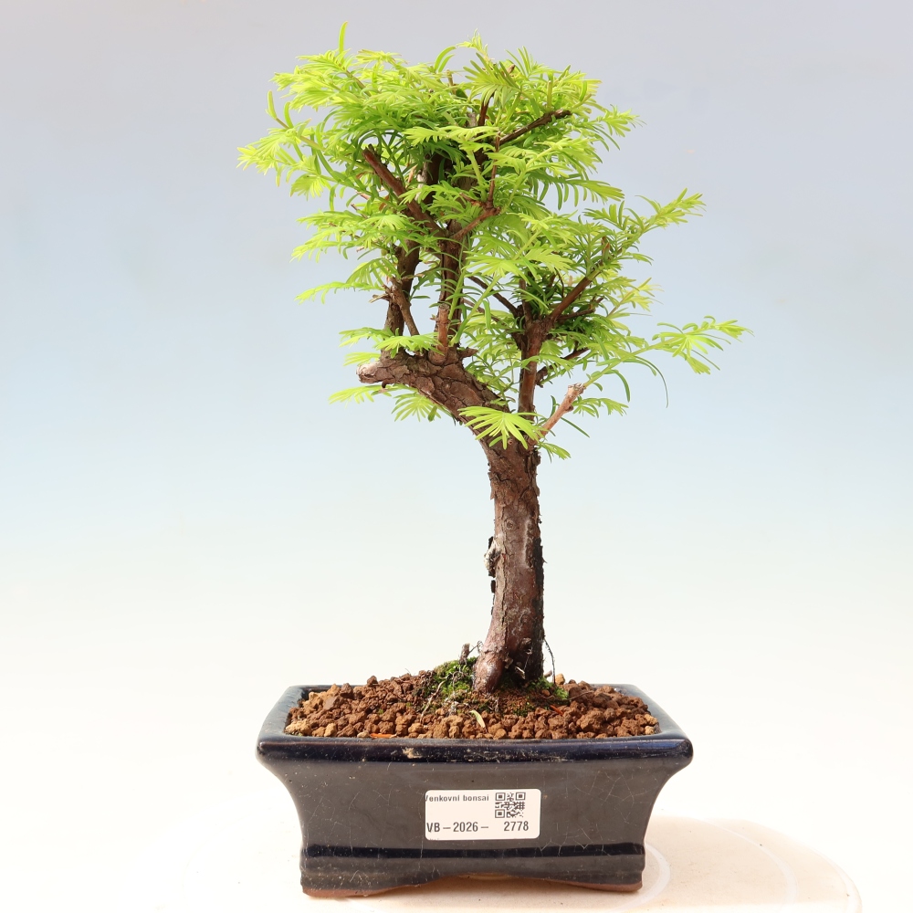 Outdoor bonsai - Metasequoia glyptostroboides - Metasekwoja chińska