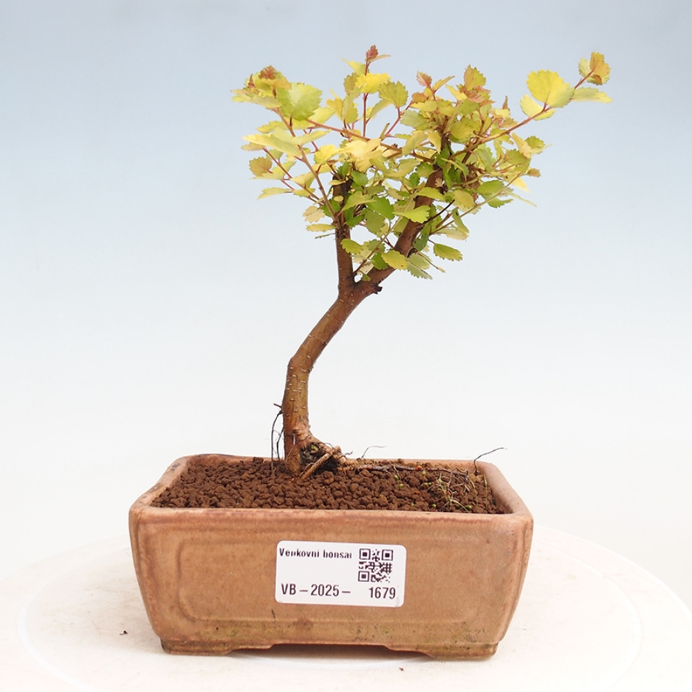 Bonsai zewnętrzne - brzoza karłowata - Betula NANA Treasure