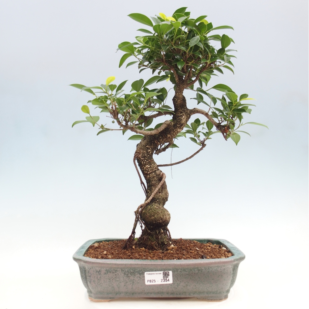 Kryty bonsai - Ficus kimmen - figowiec drobnolistny