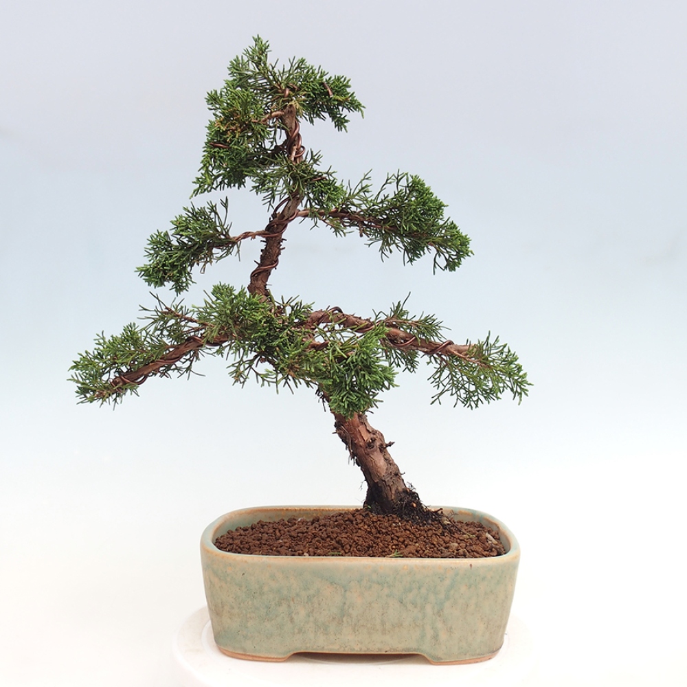 Outdoor bonsai - Juniperus chinensis Kishu - chiński jałowiec