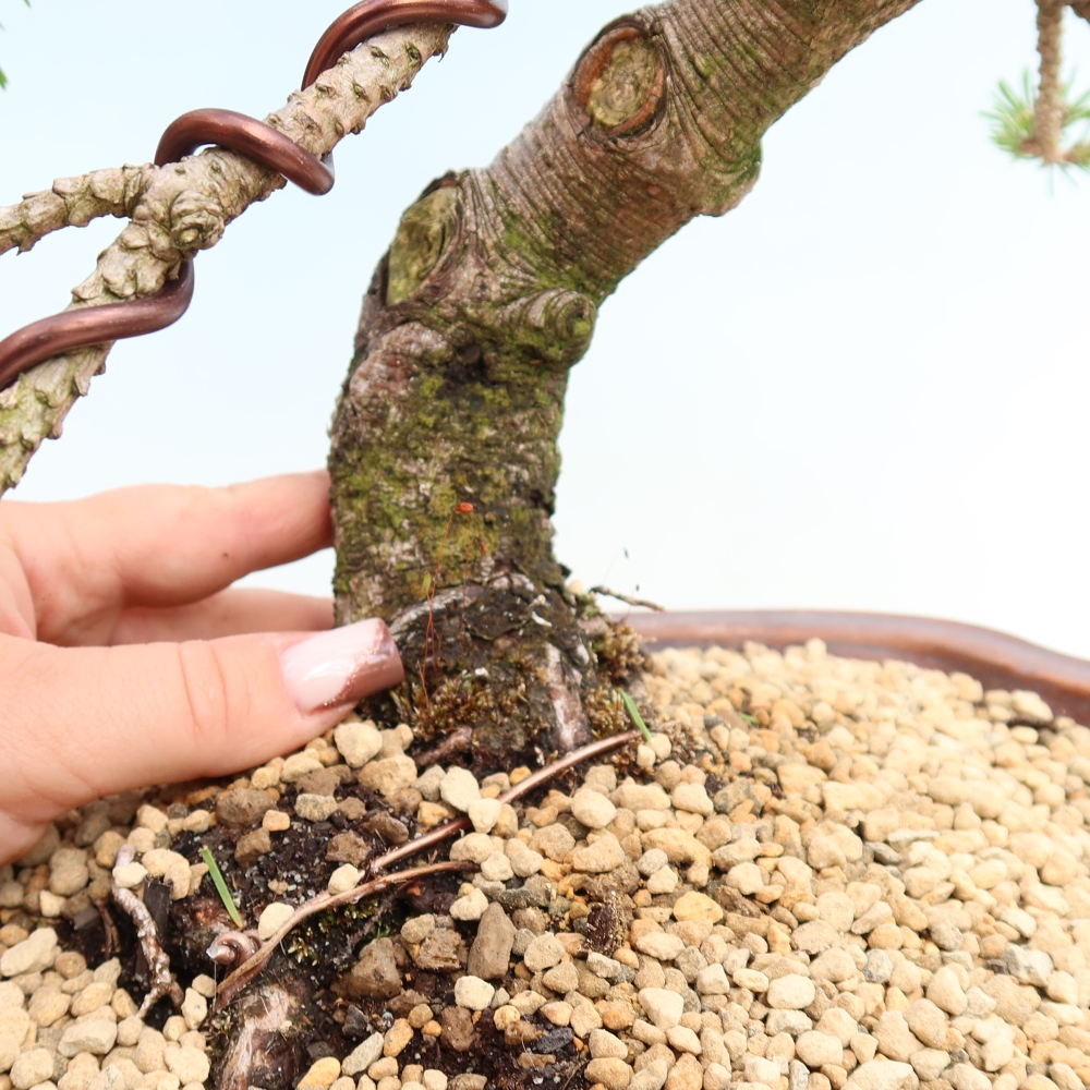Bonsai ogrodowe – Pinus mugo Humpy – sosna karłowata