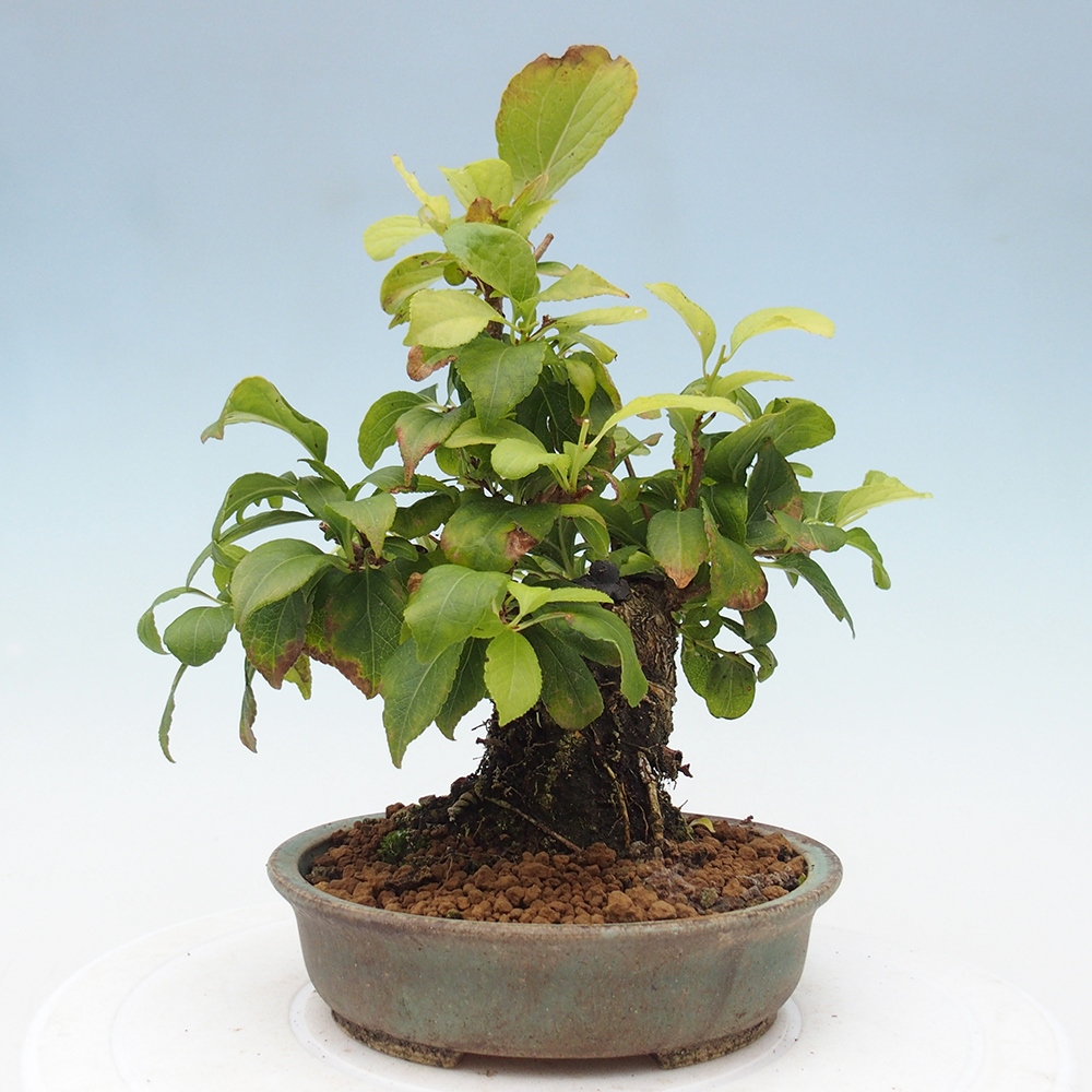 Bonsai na zewnątrz - Celastrus Jesenec