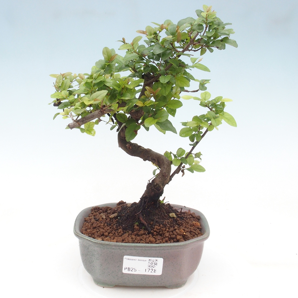 Kryty bonsai - Sagerécie thea - Sagerécie thea
