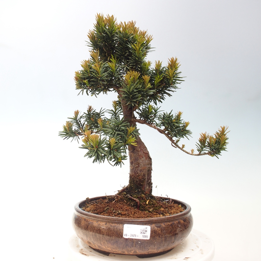 Bonsai na zewnątrz - Taxus cuspidata - cis japoński