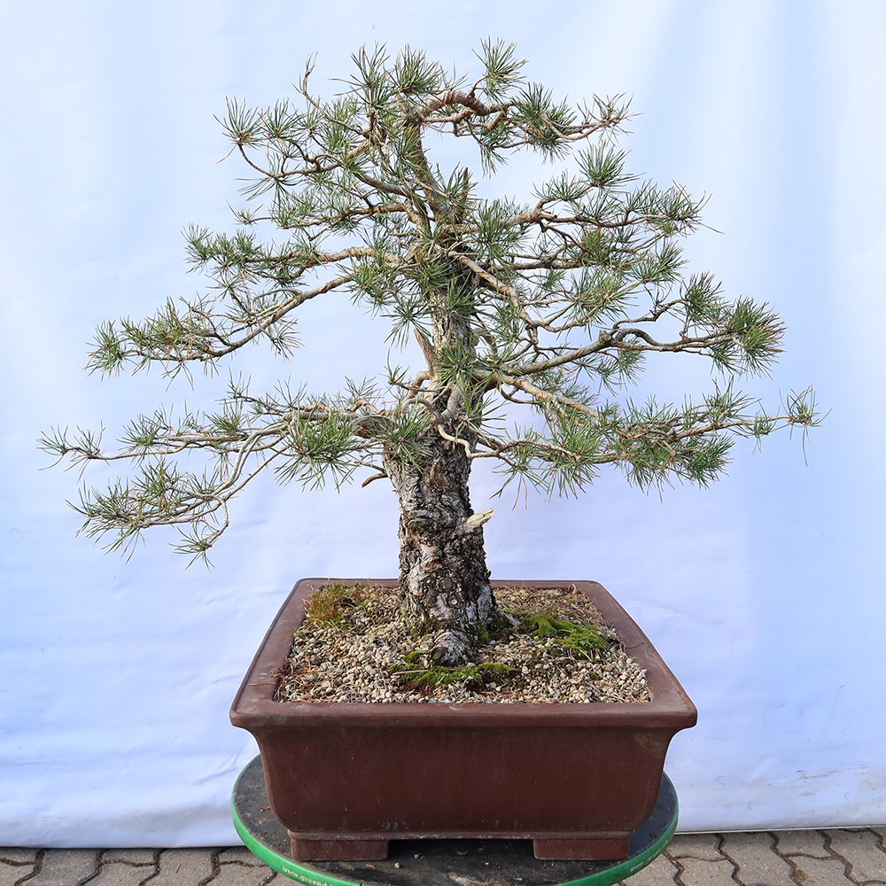 Pinus sylvestris Hiszpania – sosna zwyczajna