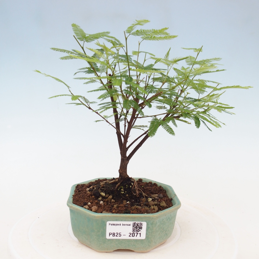 Pokój bonsai-Calliandra surinamensis Dixie Pink - Kaliandra z Surii
