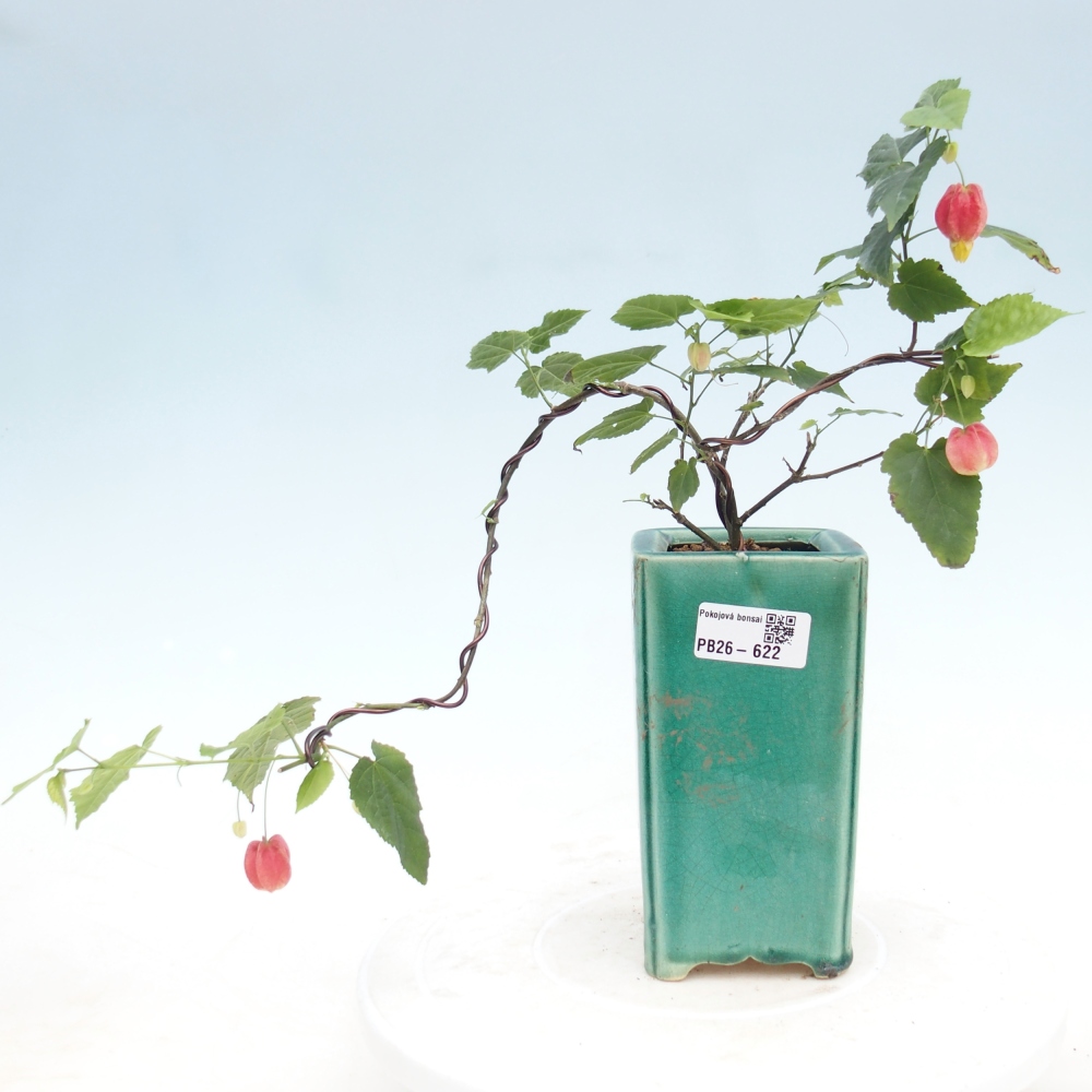 Bonsai domowe - Abutilon Big Bell - Cloudberry