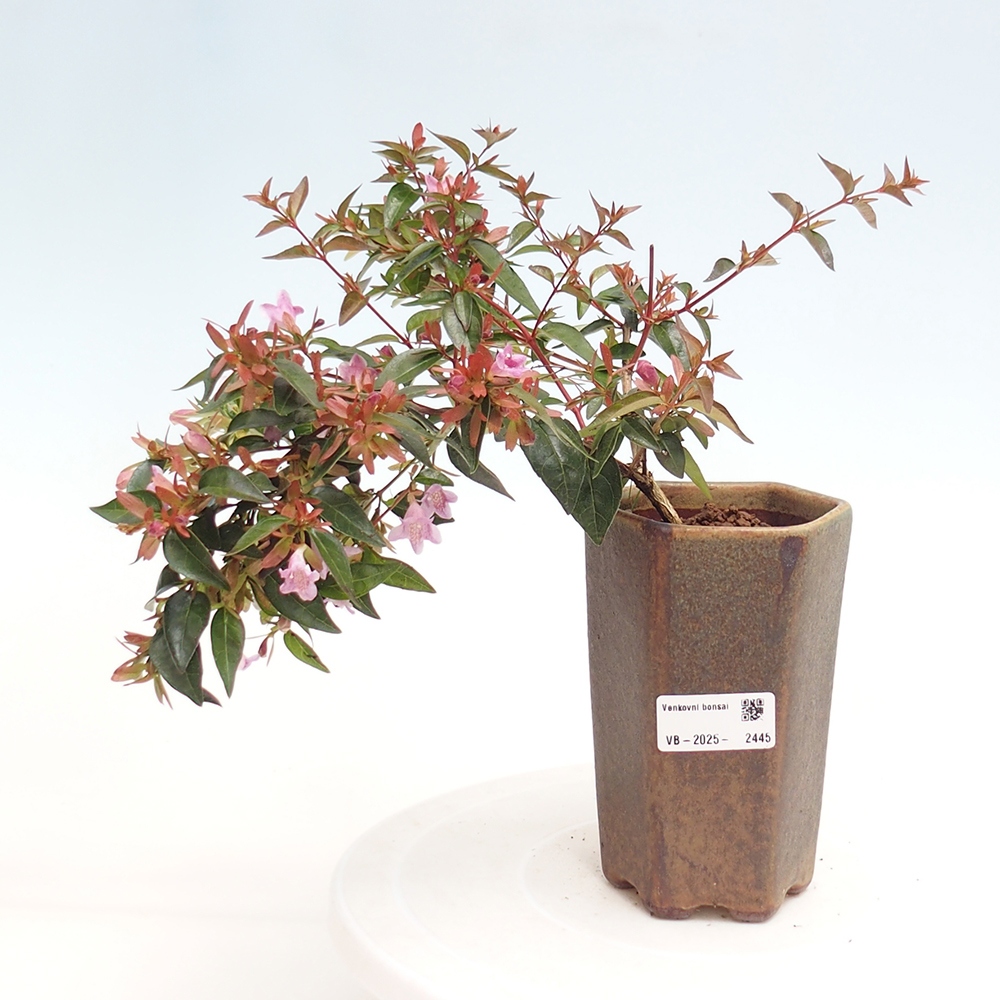 Bonsai zewnętrzne - Abelia Grandiflora - Abelia grandiflora