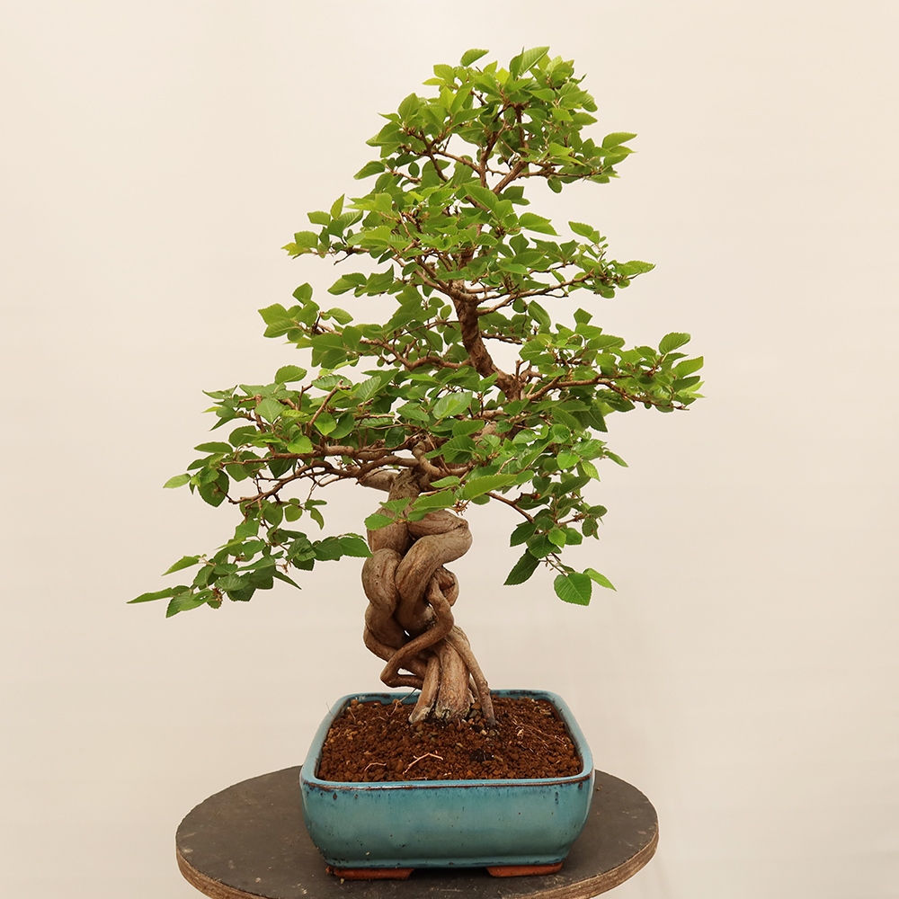 Bonsai plenerowe - Carpinus Coreana - grab koreański